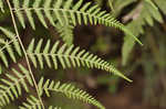 Torres' fern